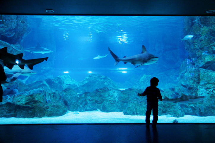 코엑스 5 : 코엑스 아쿠아리움의 내부 큰 수족관, 큰 수족관 안에는 큰 물고기들이 있고, 물고기들을 구경하는 아이의 뒷모습