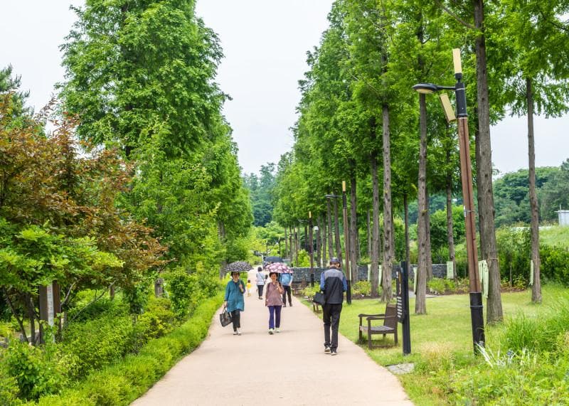 Pureun Arboretum4 : Walkway of Pureun Arboretum where has large trees on either side

