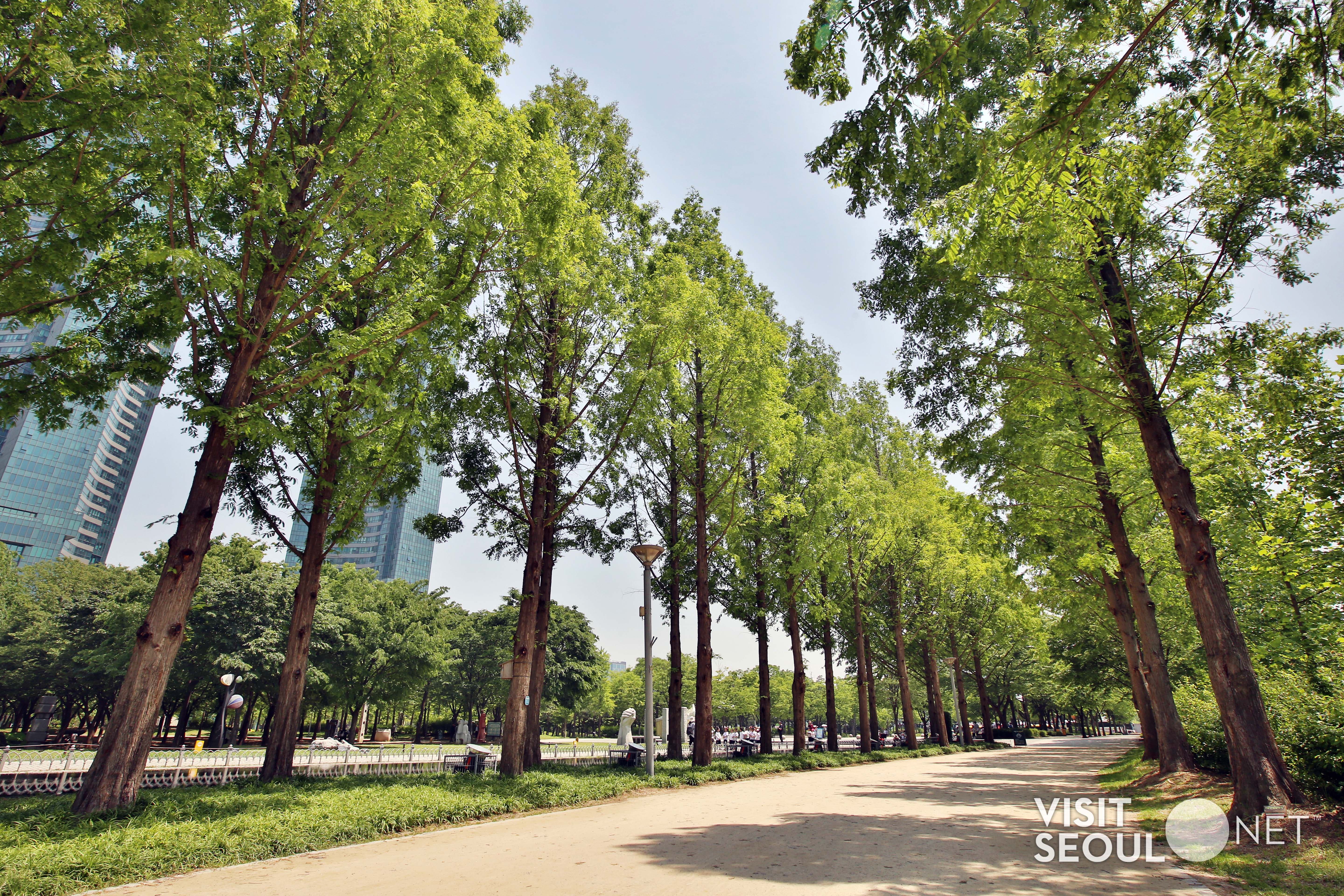서울숲5 : 양 옆으로 큰 나무들이 서있는 서울숲 산책길 전경