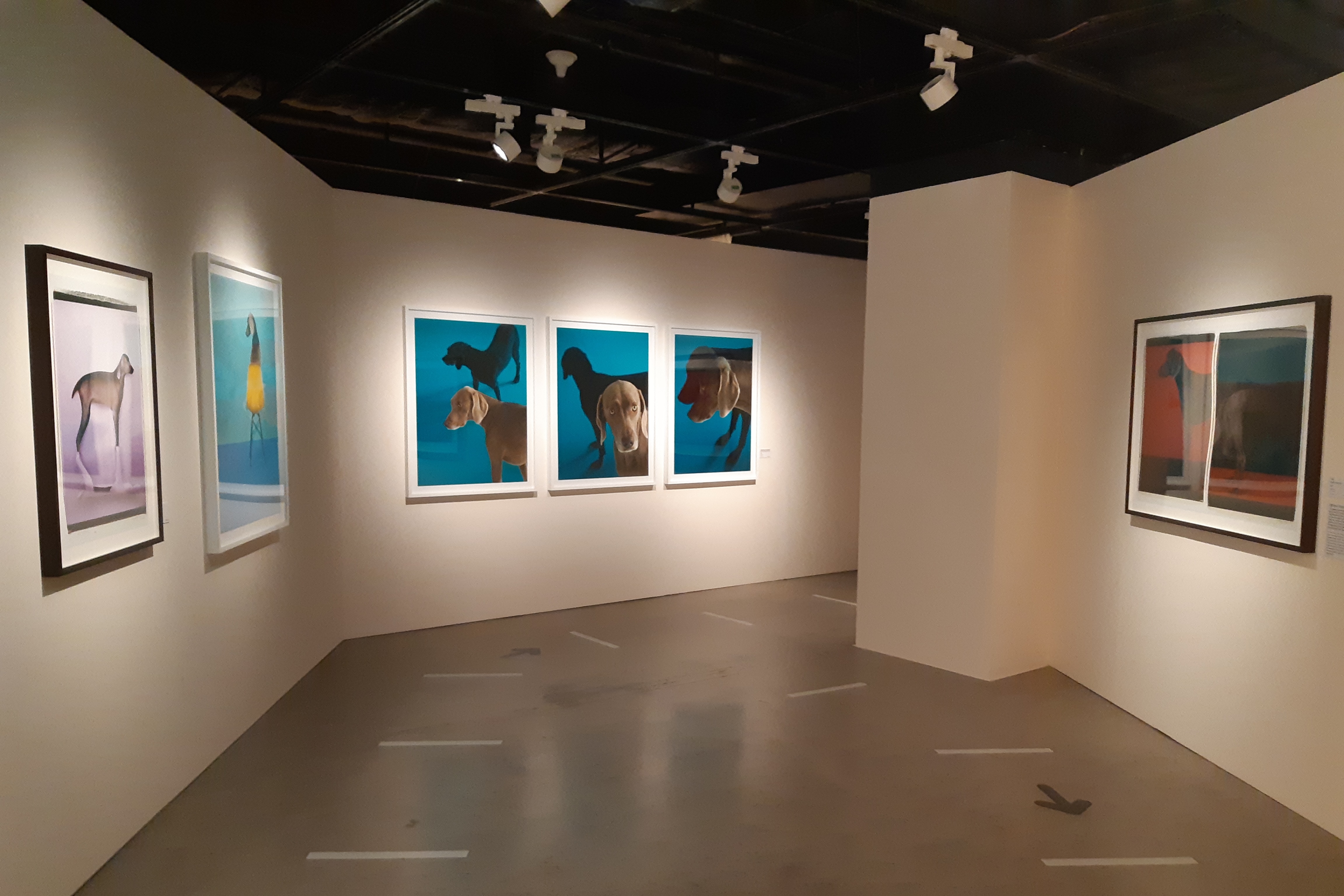 Hangaram Art Museum, Seoul Arts Center2 : Interior view of an exhibition hall displaying dog-themed paintings