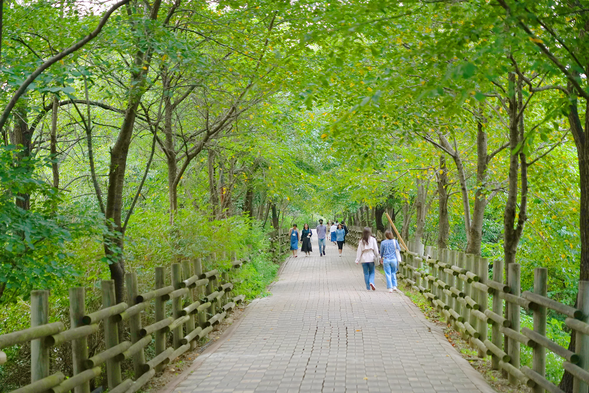 하늘공원7 : 양쪽의 우거진 나무들 사이에 잘 정돈된 산책로를 걷는 시민들